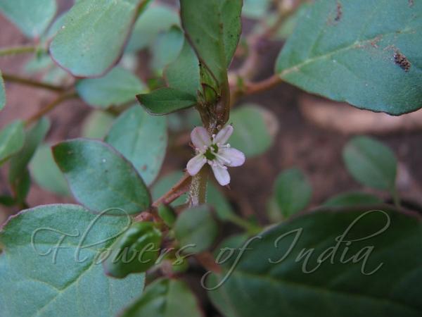 Desert Horse Purslane